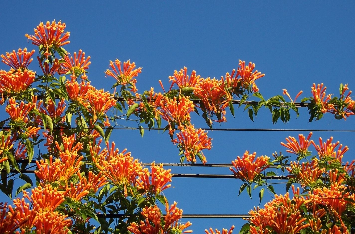 炮仗花種植