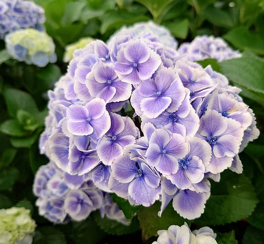 繡球花室內照顧 繡球花室內照顧