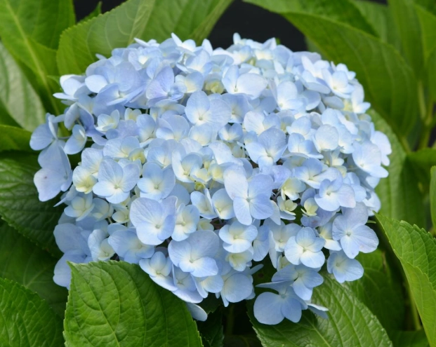 繡球花室內養護 繡球花室內養護