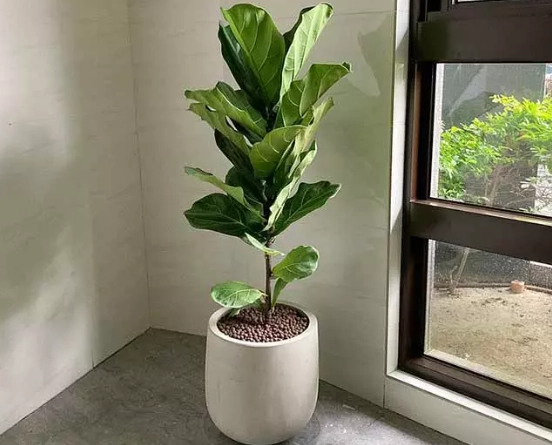 琴葉榕養護 琴葉榕養護