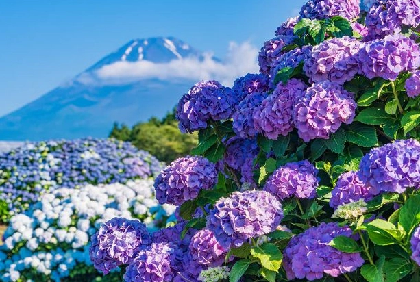 繡球花室內種植 繡球花室內種植