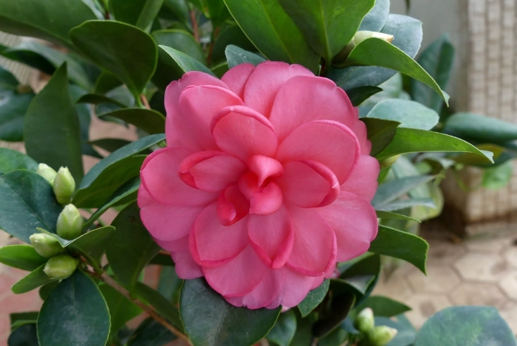 茶花嫁接技巧 茶花嫁接技巧