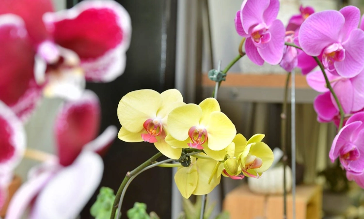 蘭花養護禁忌 蘭花養護禁忌