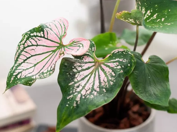 彩葉芋室內