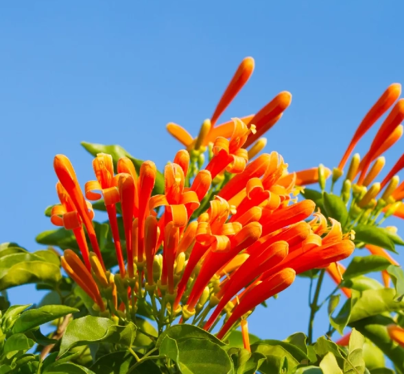 炮仗花種植