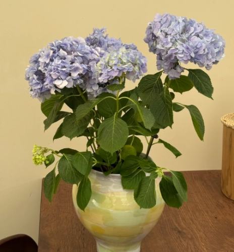 繡球花室內養護 繡球花室內養護
