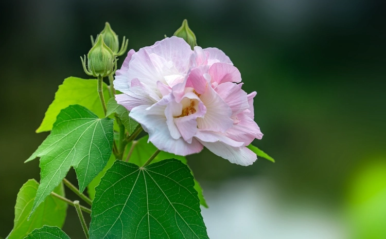 木芙蓉扦插