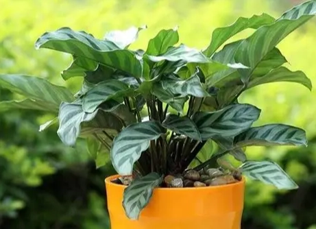 植物黃葉原因 植物黃葉原因