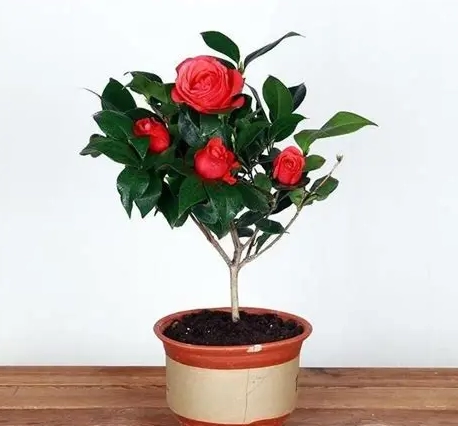 茶花澆水方法 茶花澆水方法