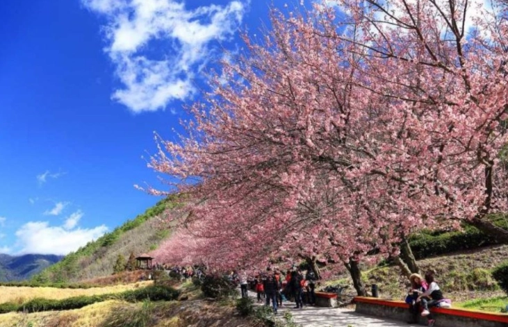 櫻花嫁接技術