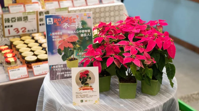 聖誕紅養護