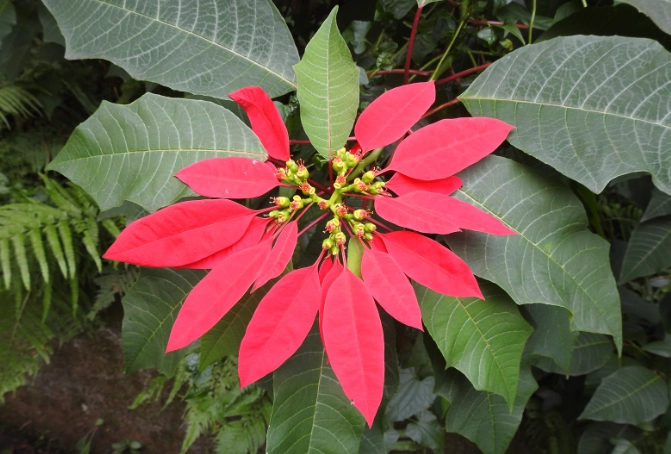 聖誕紅葉子變黑處理 聖誕紅葉子變黑處理