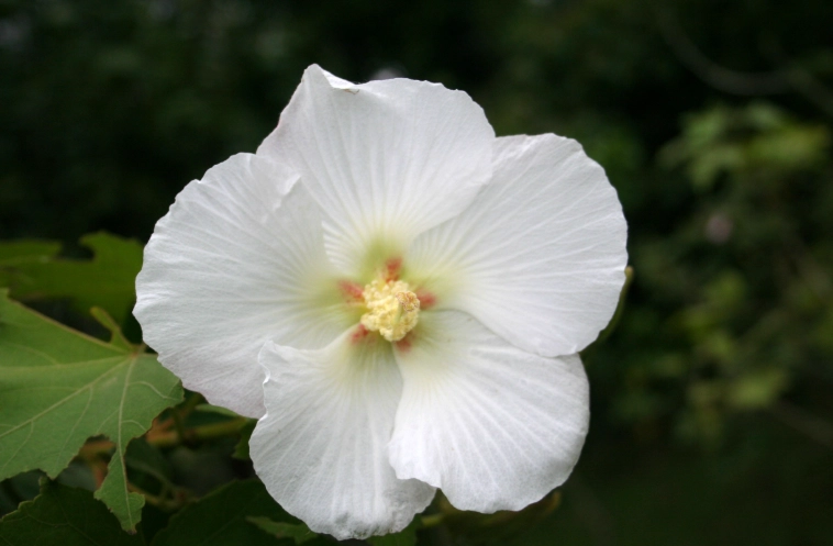 木芙蓉種植