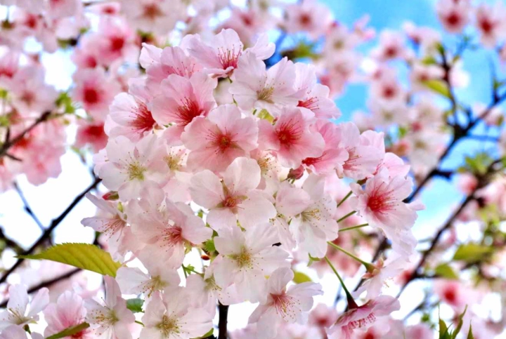 櫻花嫁接技術