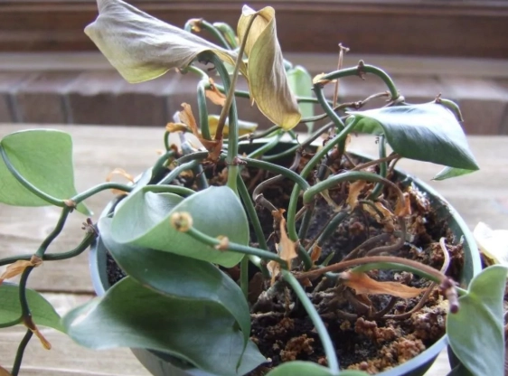 植物葉子枯萎救治 植物葉子枯萎救治