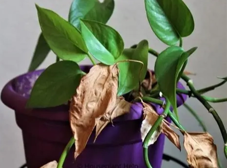 植物葉子枯萎救治 植物葉子枯萎救治