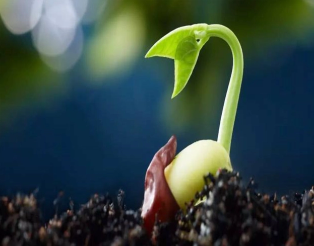 種子發芽技巧