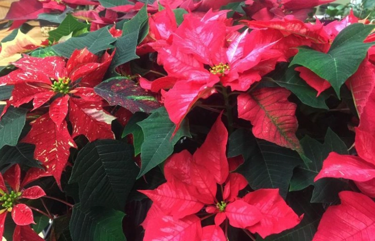 聖誕紅變紅方法 聖誕紅變紅方法