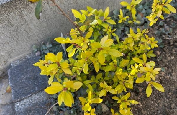 植物黃葉原因 植物黃葉原因