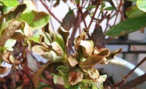 植物葉子枯萎救治 植物葉子枯萎救治