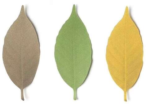 聖誕紅葉子變黑原因 聖誕紅葉子變黑原因