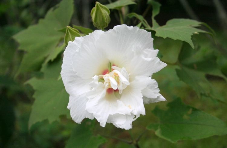 木芙蓉扦插