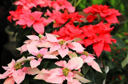 聖誕花變紅原因 聖誕花變紅原因