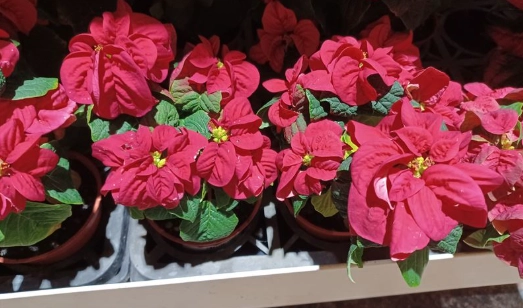 聖誕紅有毒嗎 聖誕紅有毒嗎