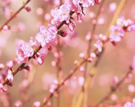 桃花繁殖方法 桃花繁殖方法