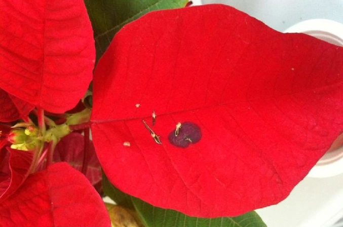 聖誕紅葉子變黑原因 聖誕紅葉子變黑原因