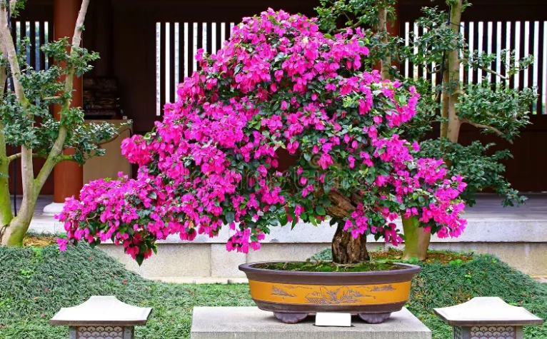 九重葛盆栽種植 九重葛盆栽種植