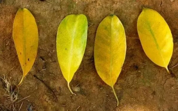 植物葉子變黃 植物葉子變黃