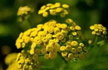 無蟲害植物種類 無蟲害植物種類