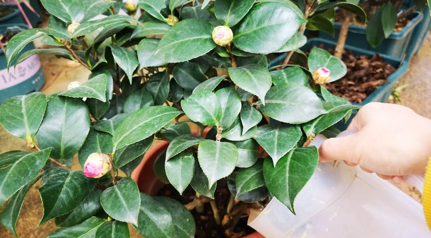 茶花澆水方法 茶花澆水方法