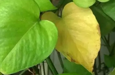 黃葉處理方法 黃葉處理方法