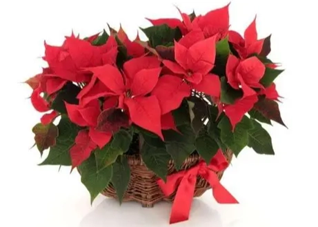 聖誕紅養護 聖誕紅養護