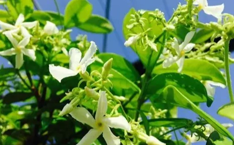 無蟲害植物種類 無蟲害植物種類