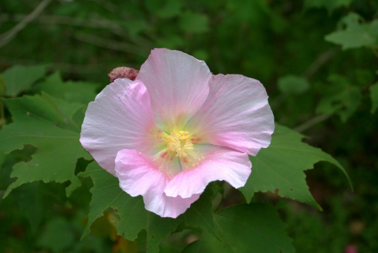 木芙蓉種植