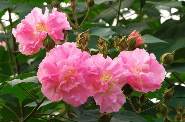 木芙蓉扦插