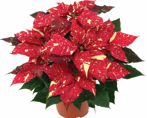 聖誕紅養護 聖誕紅養護