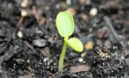 種子發芽技巧