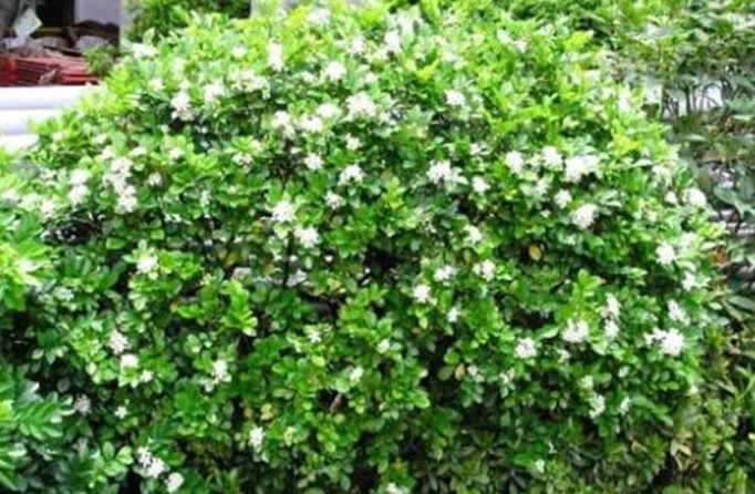 七里香香草好處 七里香香草好處