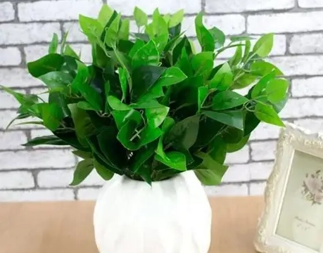 室內無蟲植物推薦 室內無蟲植物推薦