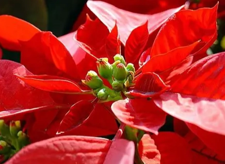 聖誕花變紅原因 聖誕花變紅原因