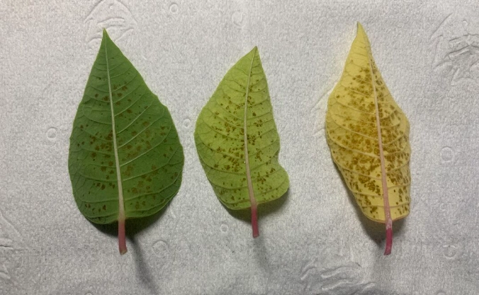 聖誕紅葉子變黑處理 聖誕紅葉子變黑處理