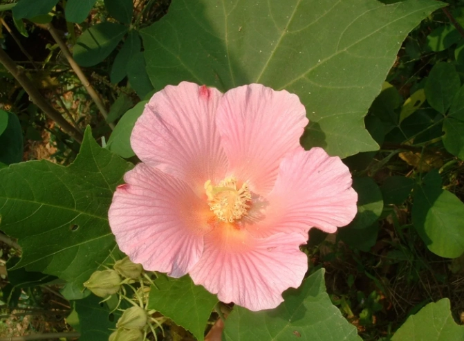 木芙蓉種植