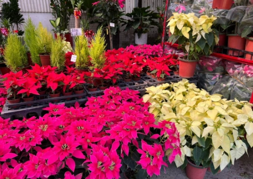 聖誕花變紅原因 聖誕花變紅原因