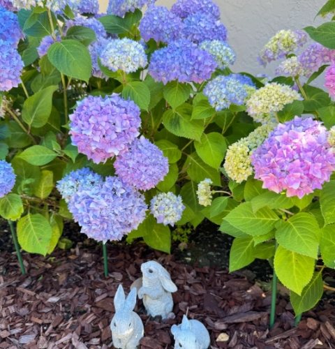 繡球花種植方法