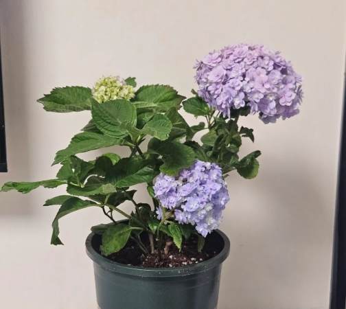 盆栽植物照顧