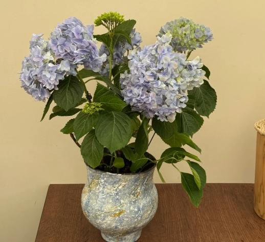 室內繡球花照顧 室內繡球花照顧